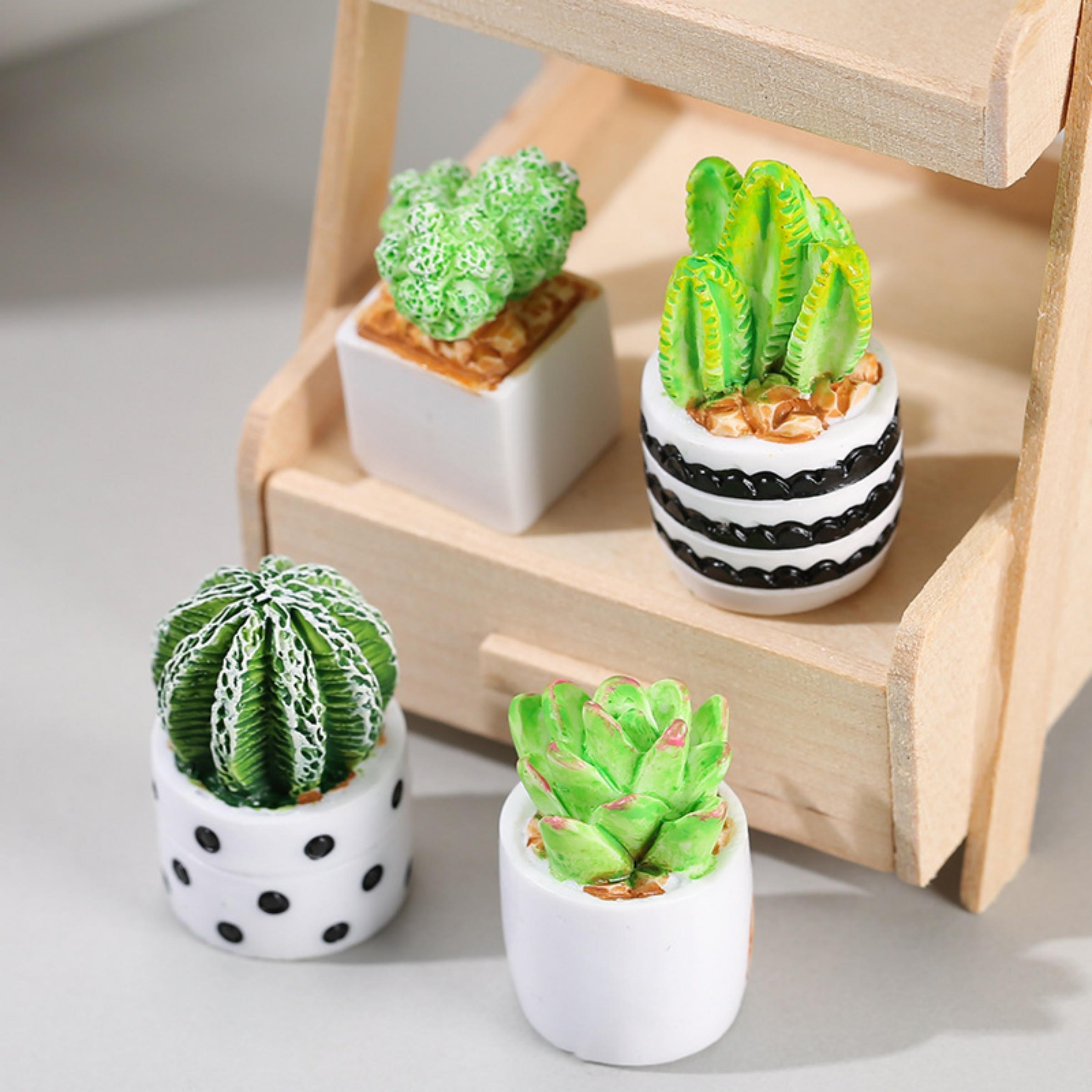 Echeveria Succulent - Set di 4 Piante Succulente di
