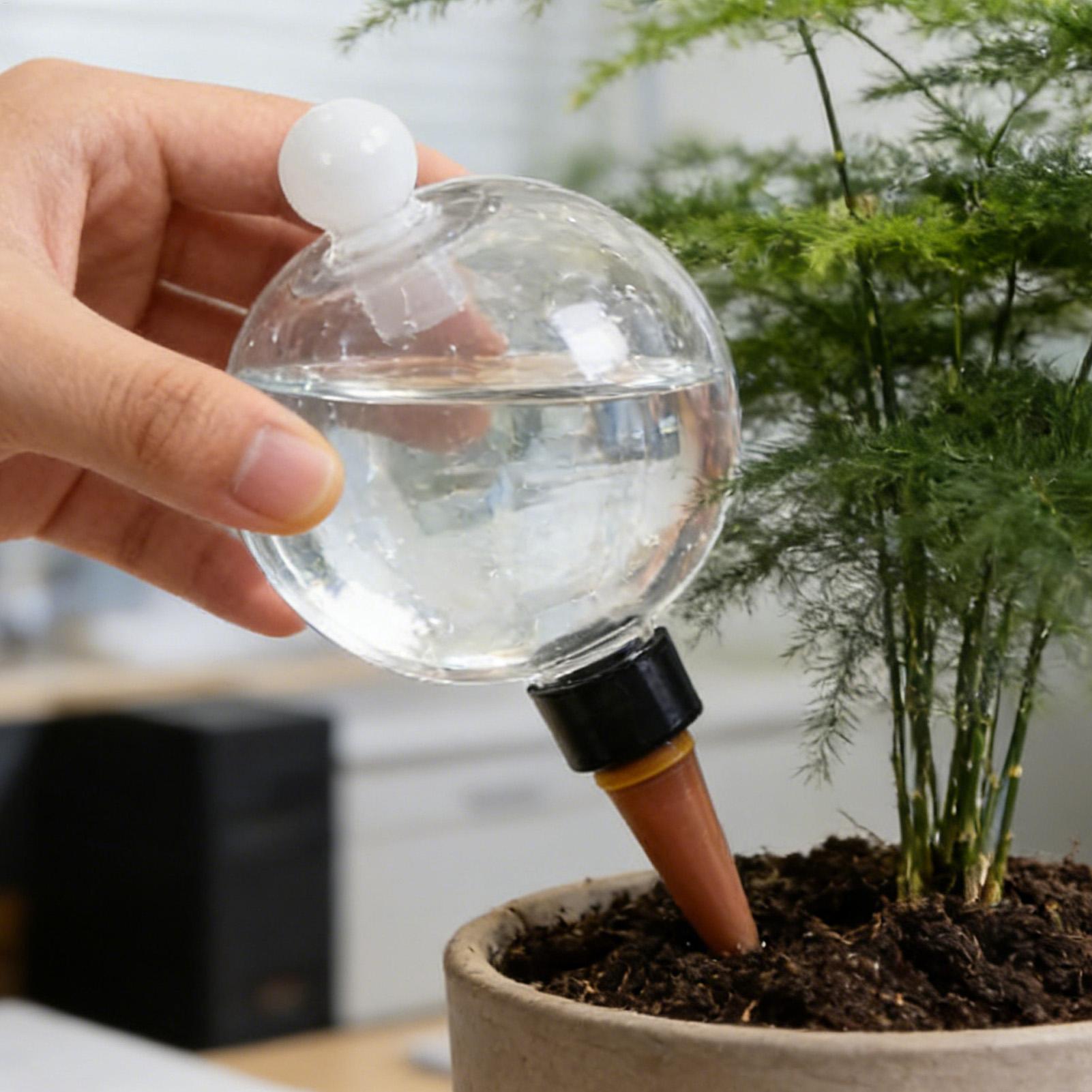 Globi per Irrigazione Piante 4 - Echeveria Succulent recensione e prezzo