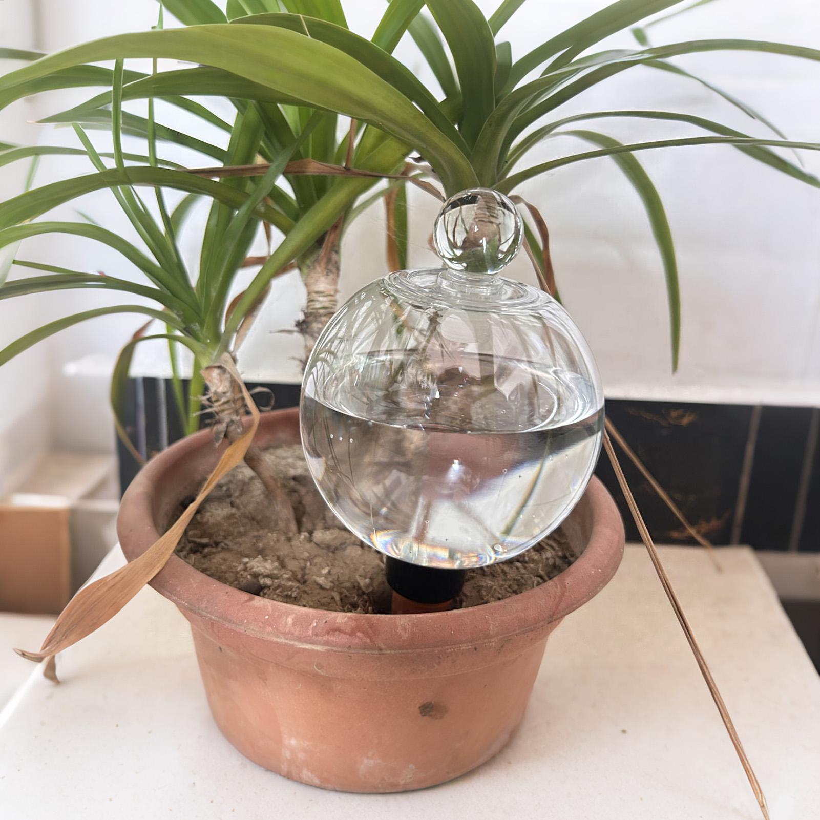 Globi per Irrigazione Piante 4 - Echeveria Succulent recensione e prezzo