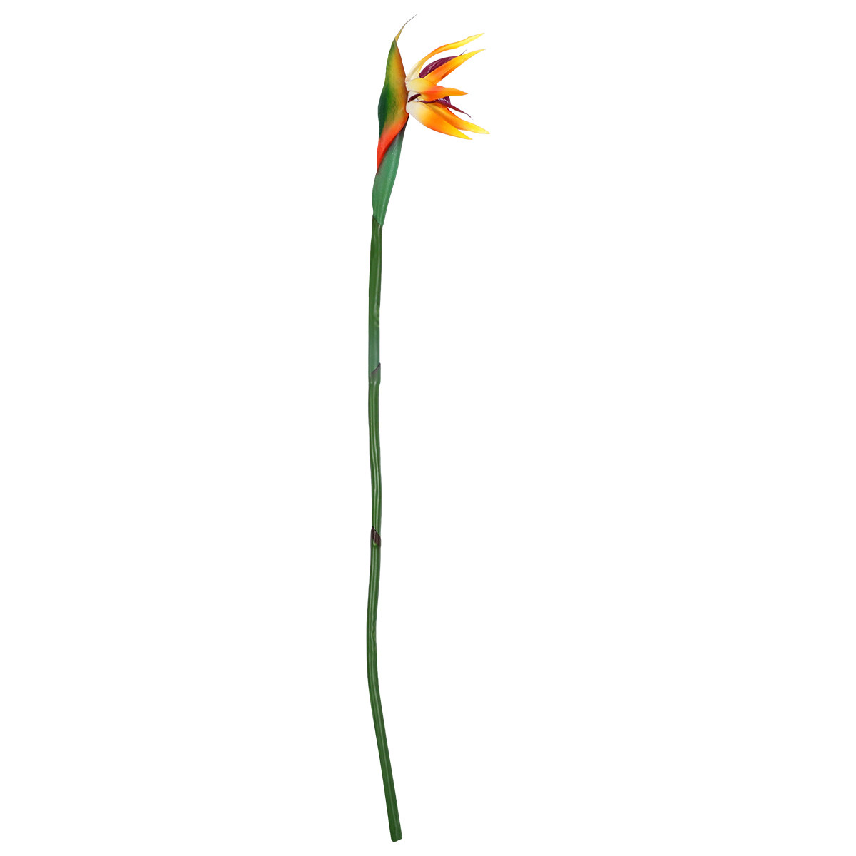 Fiore di Uccello del Paradiso  - Bird Paradise Strelitzia recensione e prezzo
