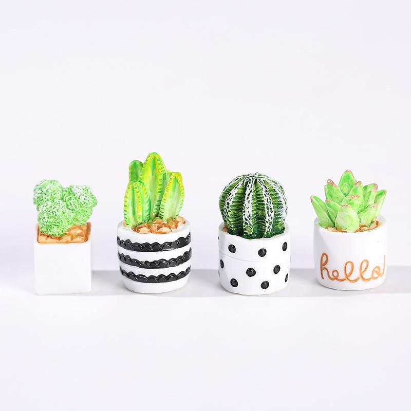 Set di 4 Piante Succulente di  - Echeveria Succulent recensione e prezzo