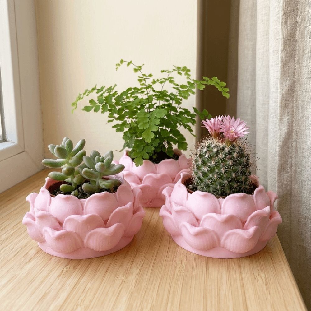 Vaso per Piante Succulente a F - Echeveria Succulent recensione e prezzo
